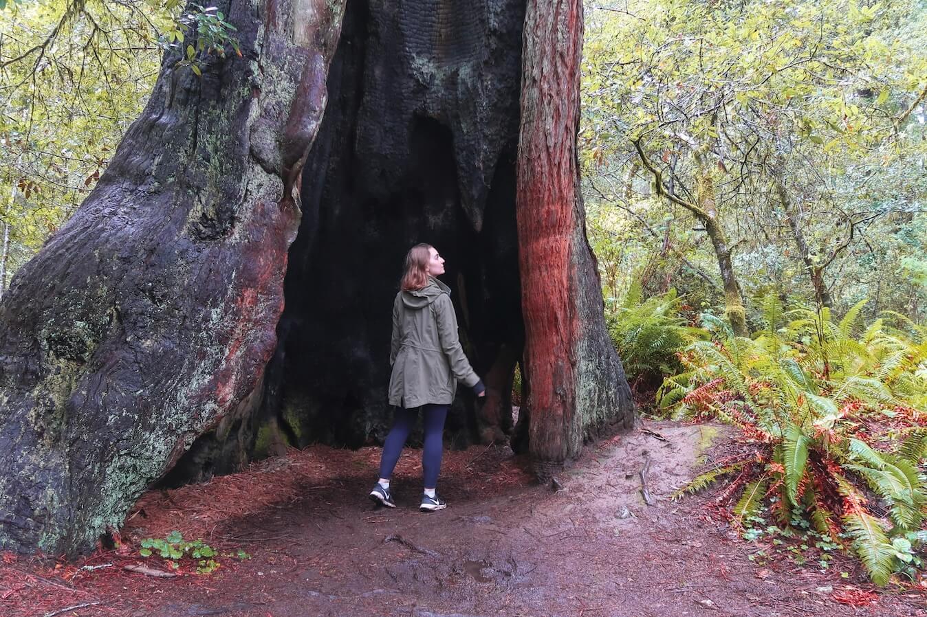 Redwood National Park from San Francisco: 5 Roadtripping Tips