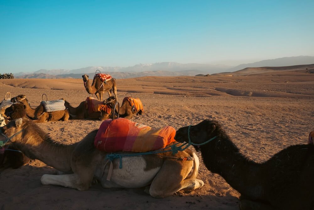 Is riding a camel in Morocco ethical? This guide shares tips on how to find licensed tour guides and ensure animal safety. 